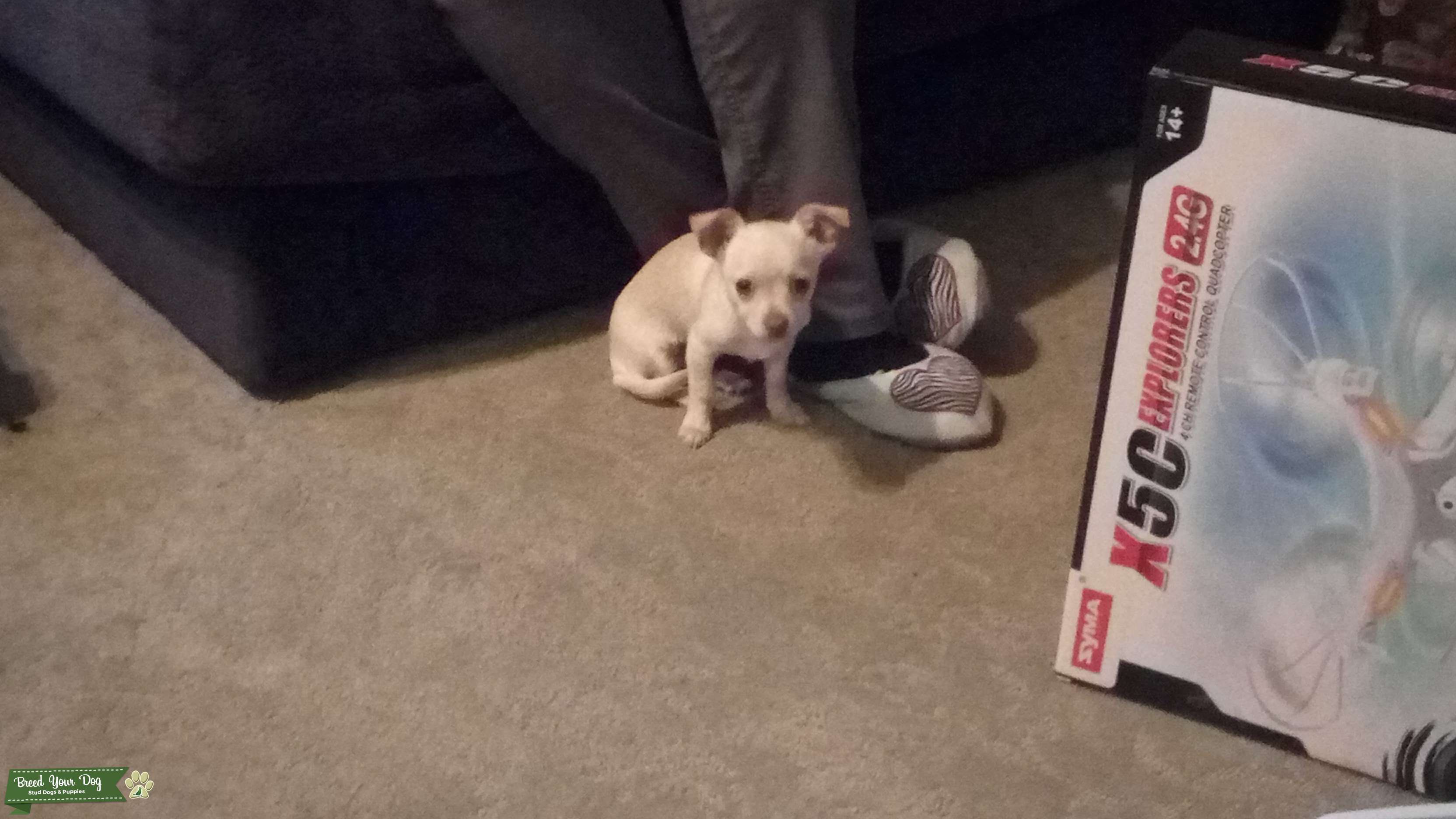 Looking to get my dog impregnated Stud Dog in WA, the United States