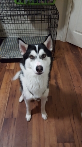 Siberian Husky Male Listing Image