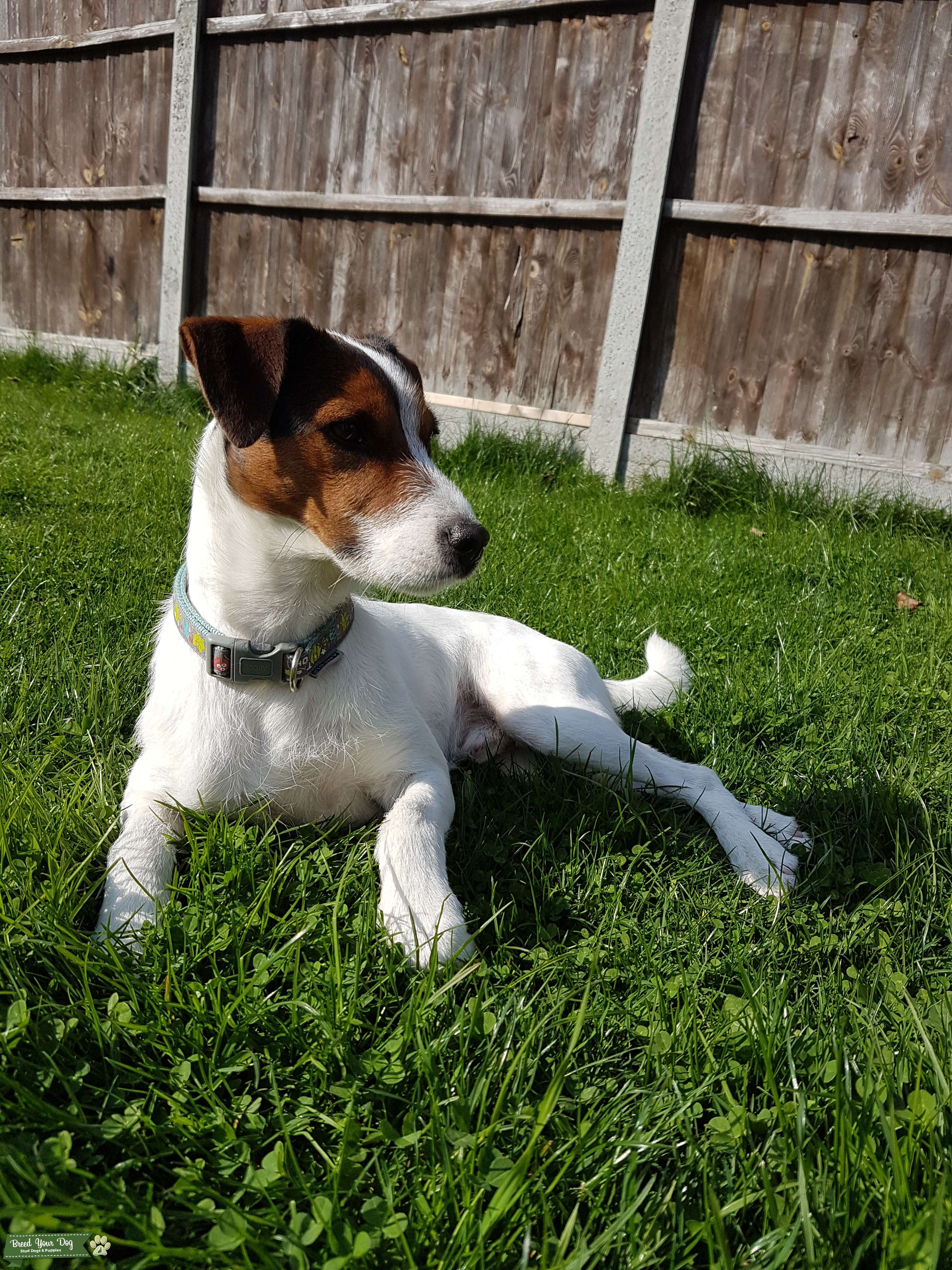 Stud dog Stud Dog in London, the United States Breed Your Dog