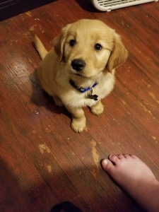 8 month old golden retriever Listing Image