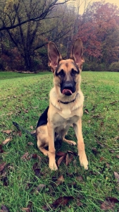 German Shepherd Listing Image