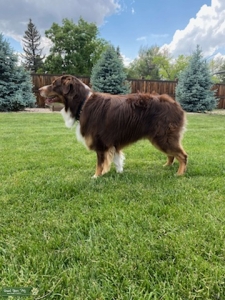 Red Tri Male Stud Australian Shepherd with Champion bloodlines Listing Image