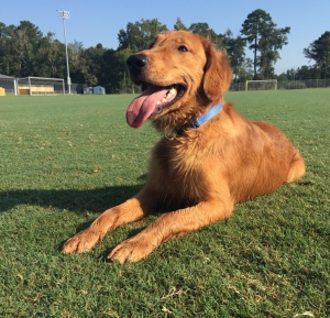 Golden Retriever Stud Listing Image
