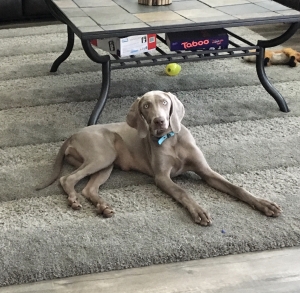 Weimaraner bitch Listing Image
