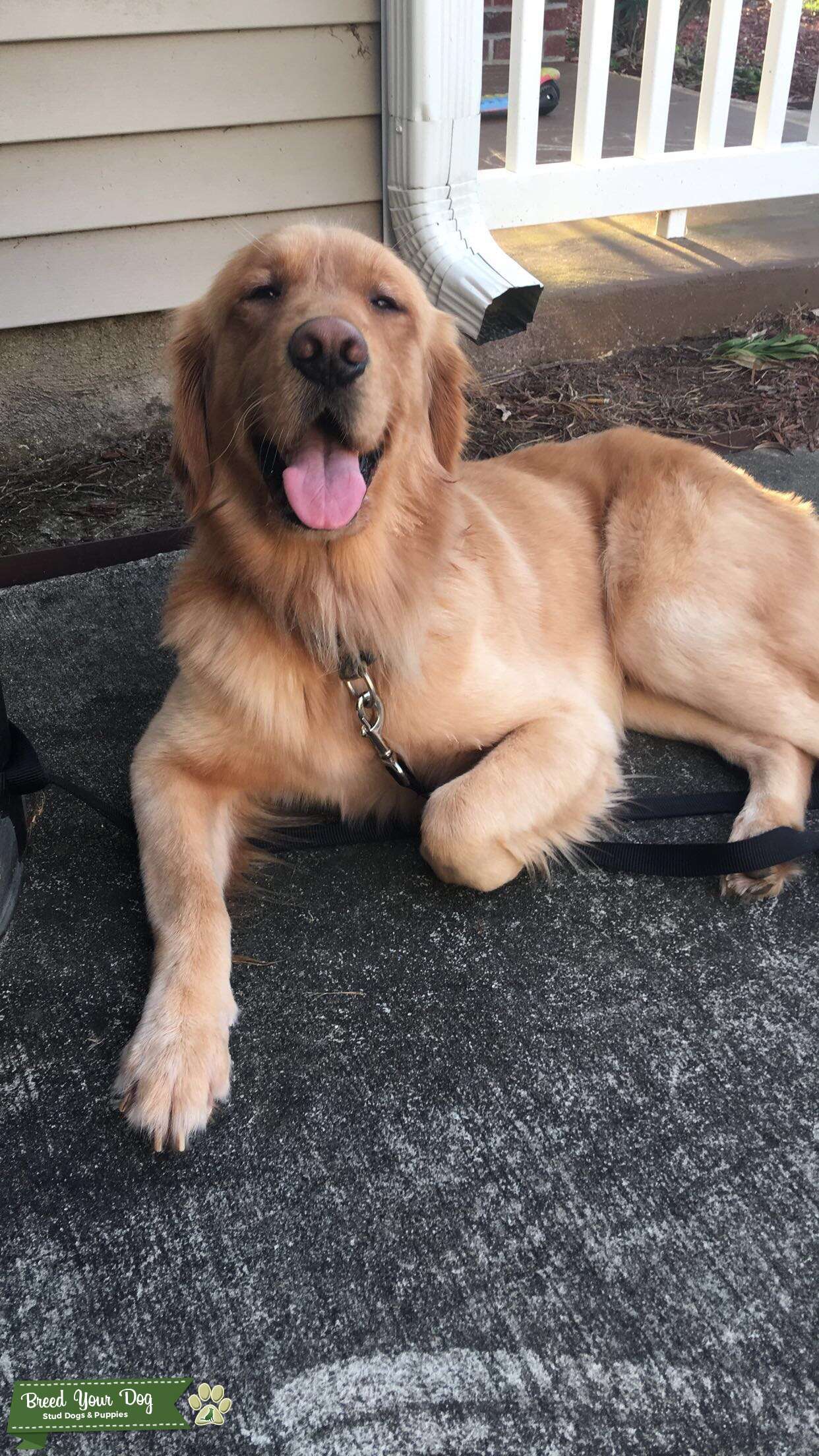 Purebred Golden Retriever Stud Dog in Washington, the United States