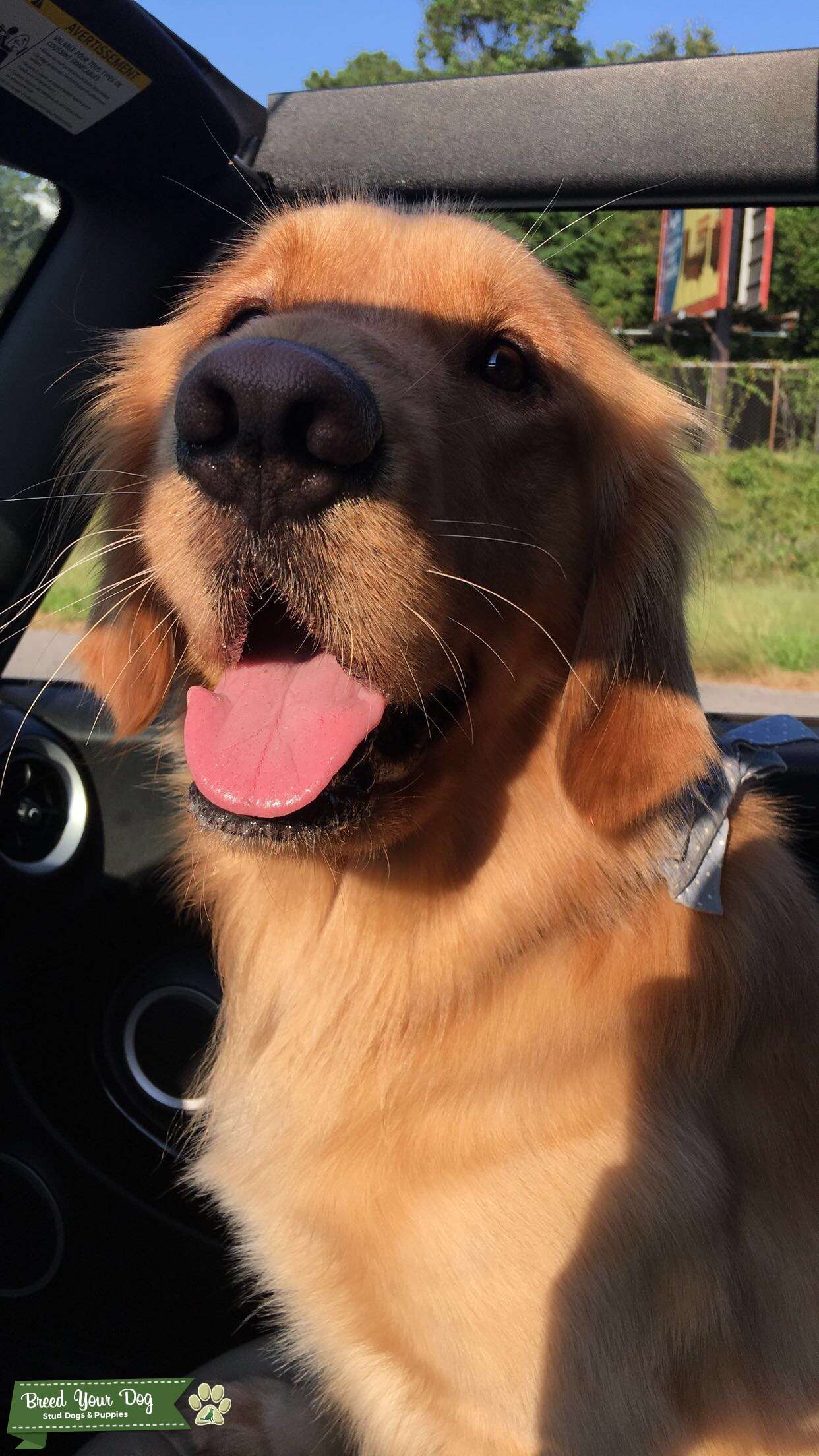Purebred Golden Retriever Stud Dog in Washington, the United States