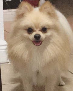 Blake Alexander Kong pedigree Listing Image