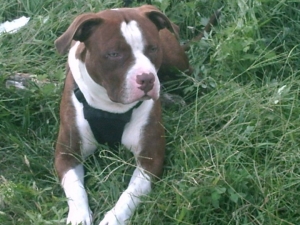 Red Brindle Staff Listing Image