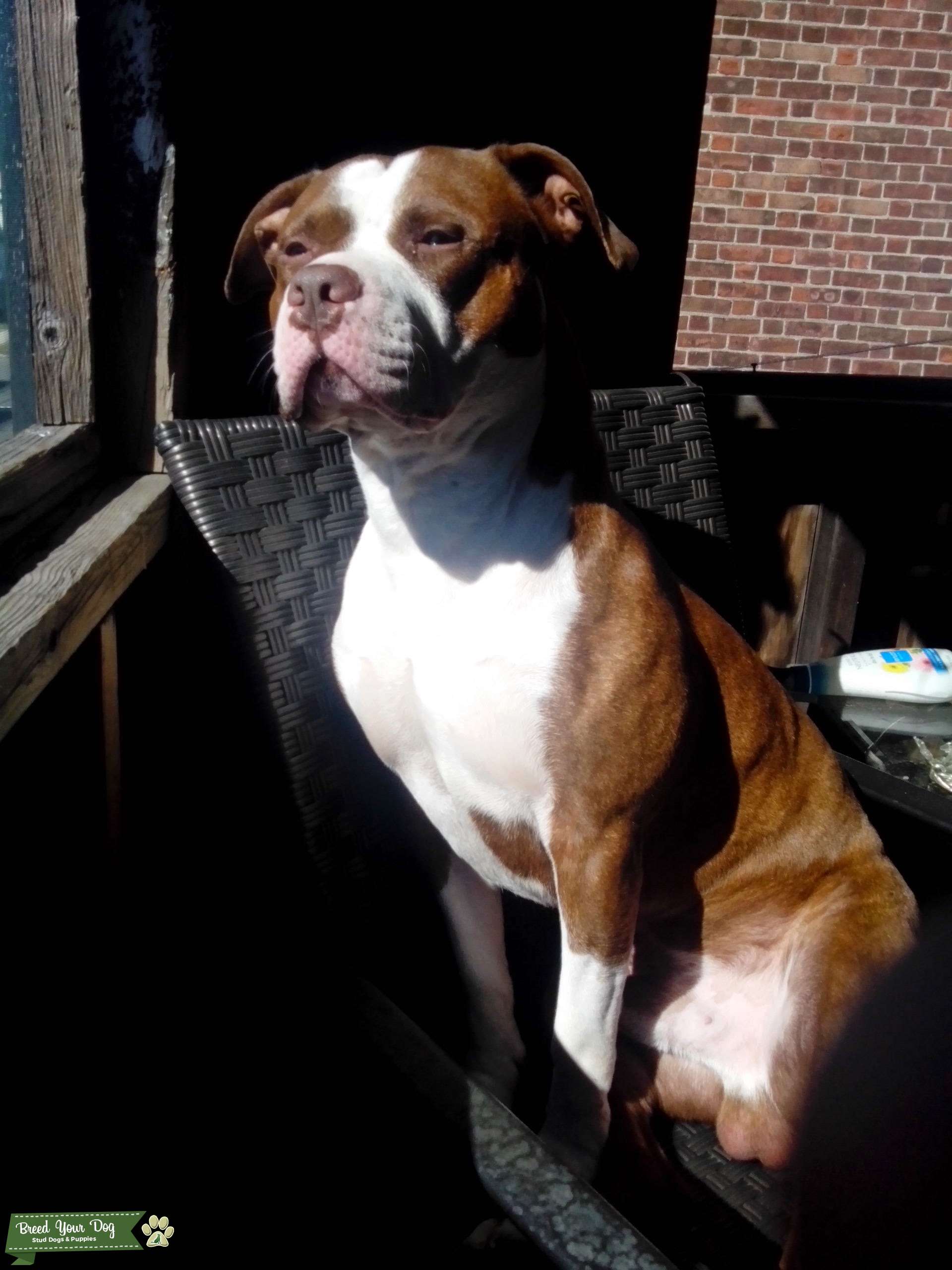 Red Brindle Staff Stud Dog in Connecticut, United States Breed Your Dog