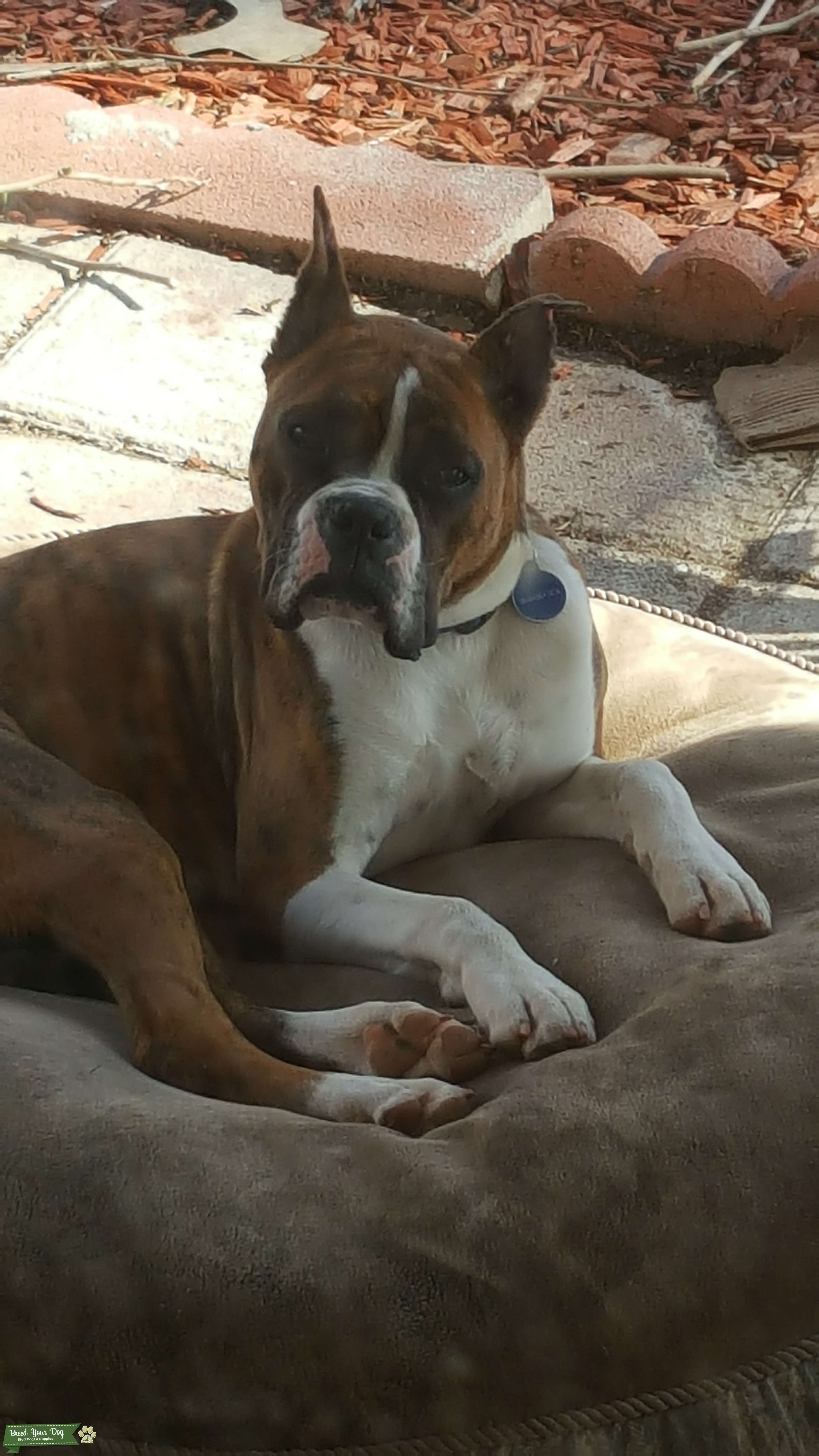 Boxer stud Stud Dog in Ca, the United States Breed Your Dog