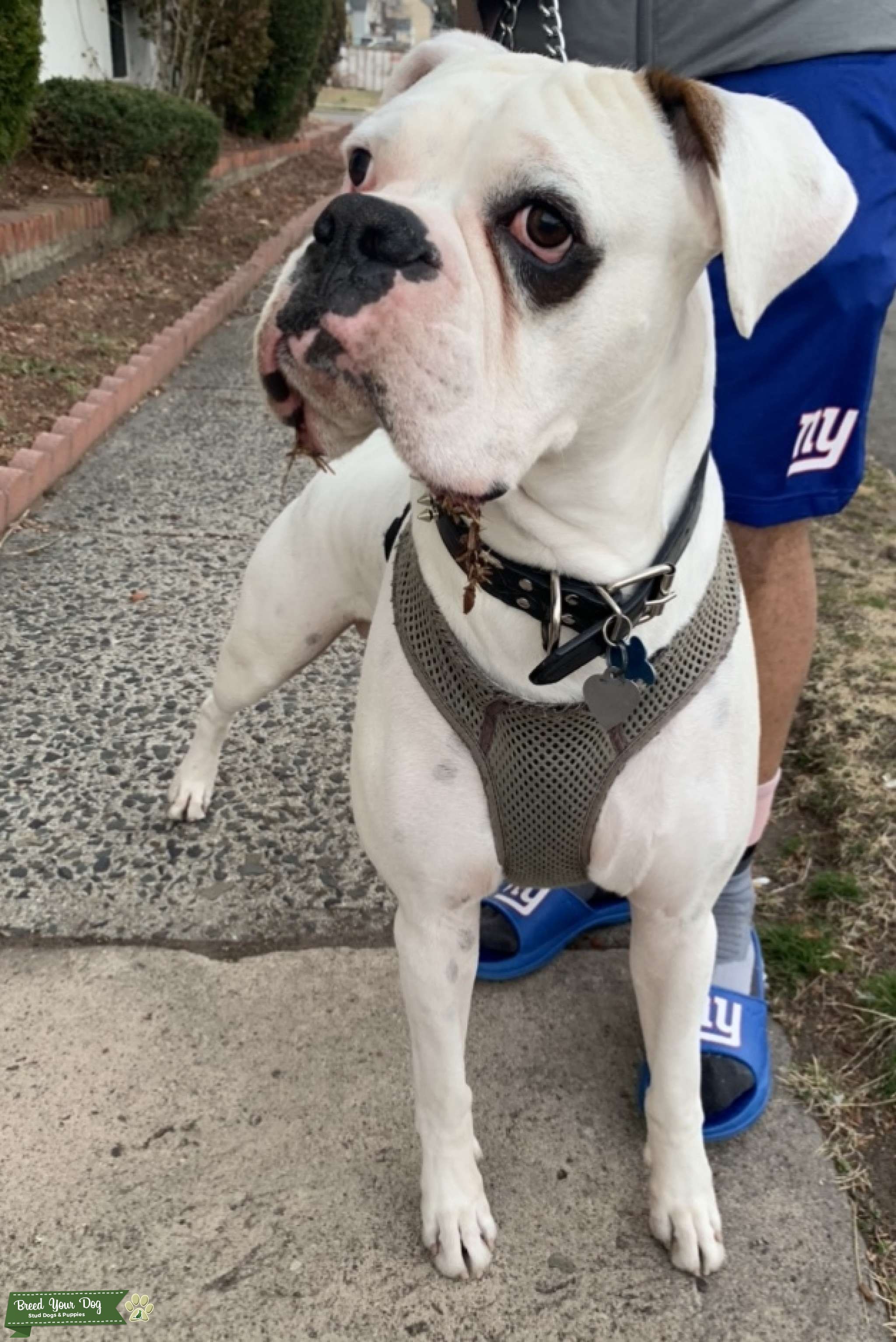 Purebred Boxer Male looking to Mate Stud Dog in NJ, the United States