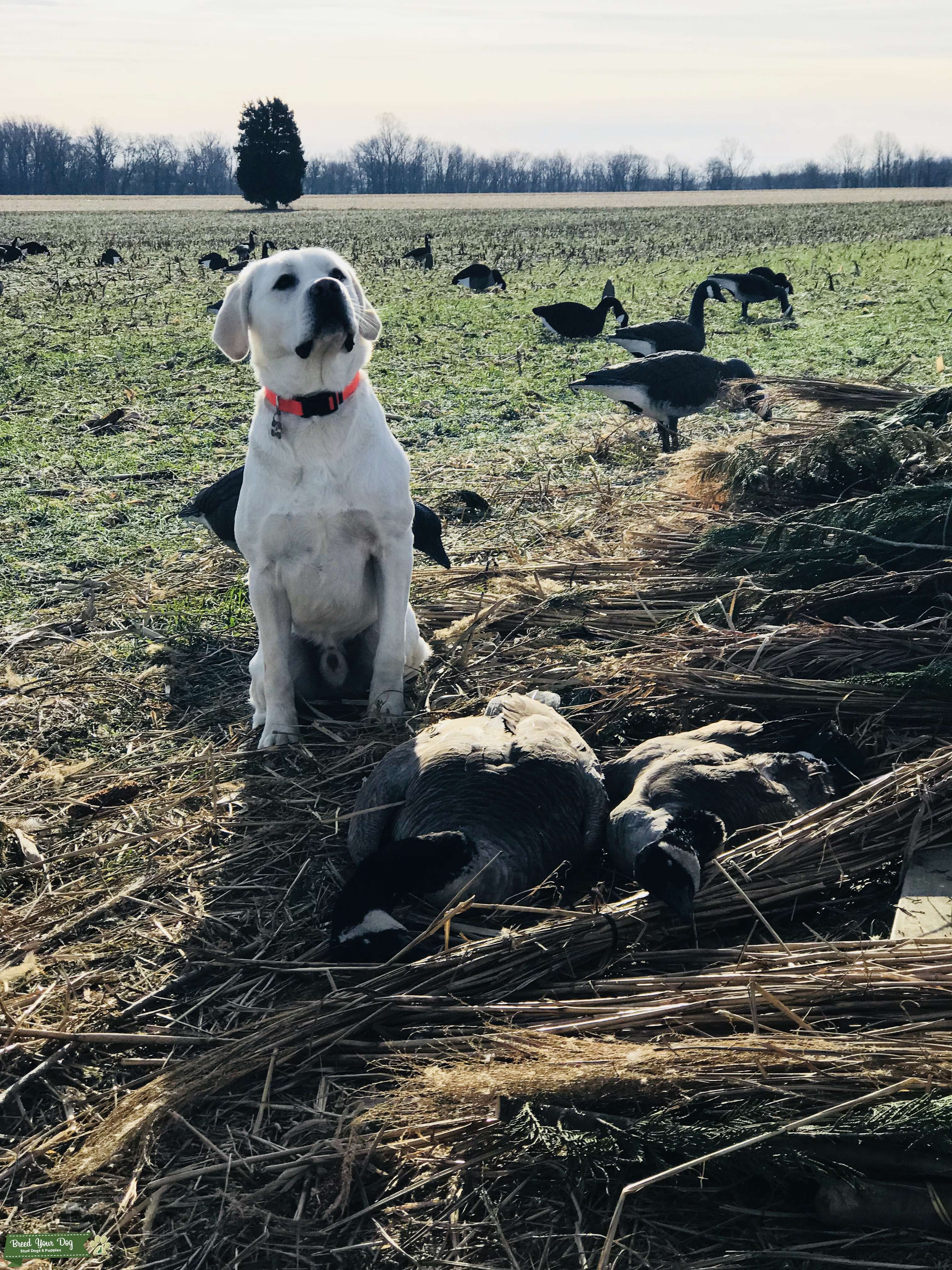 AKC Champion White Labrador STUD *ready Stud Dog in Maryland, the