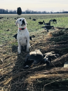 AKC Champion White Labrador STUD *ready Listing Image