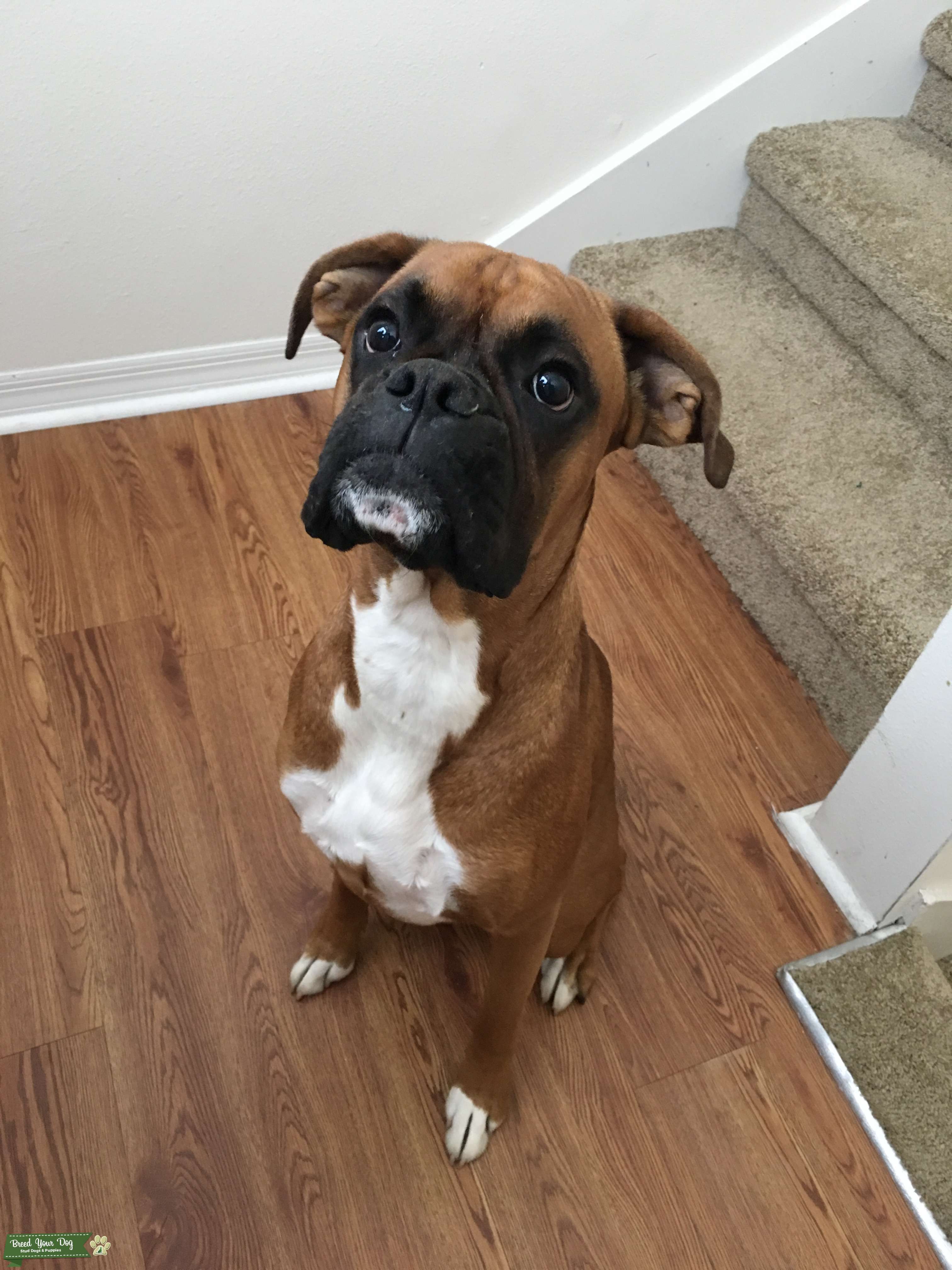 Boxer Stud Available Stud Dog Orlando Breed Your Dog