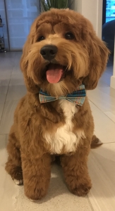 Mini Goldendoodle - Proven Stud Listing Image