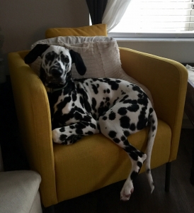 Beautiful 2 year old male  Listing Image