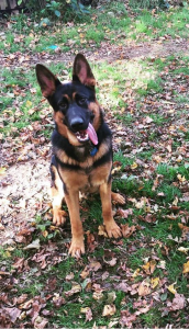 Black & Tan German Shepherd - Pure Listing Image