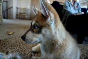 Wolf Malamute Dog Looking for Girlfriend! Listing Image