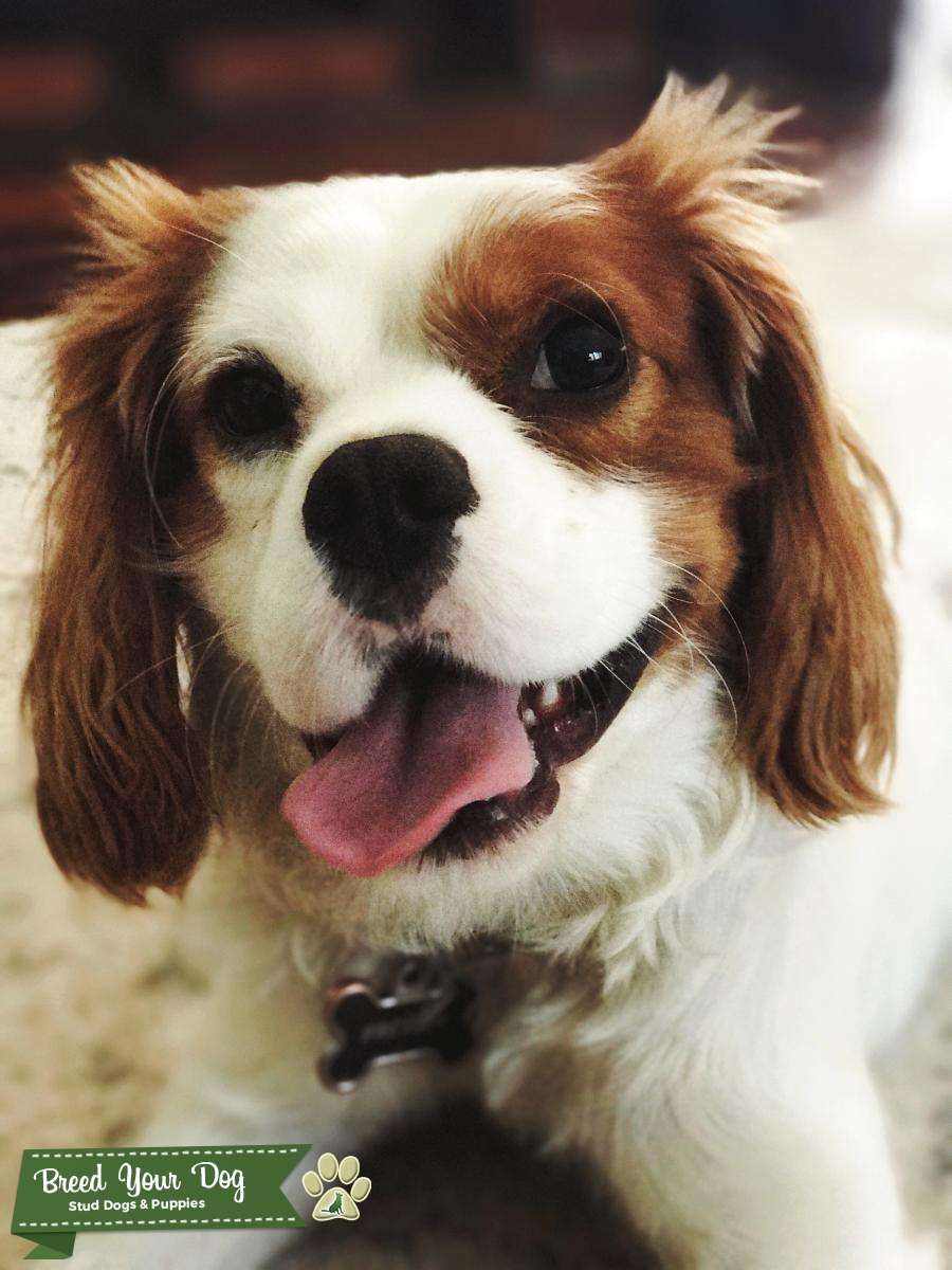 Cavalier King Charles Stud Service Stud Dog in Phoenix, az, the United States Breed Your Dog
