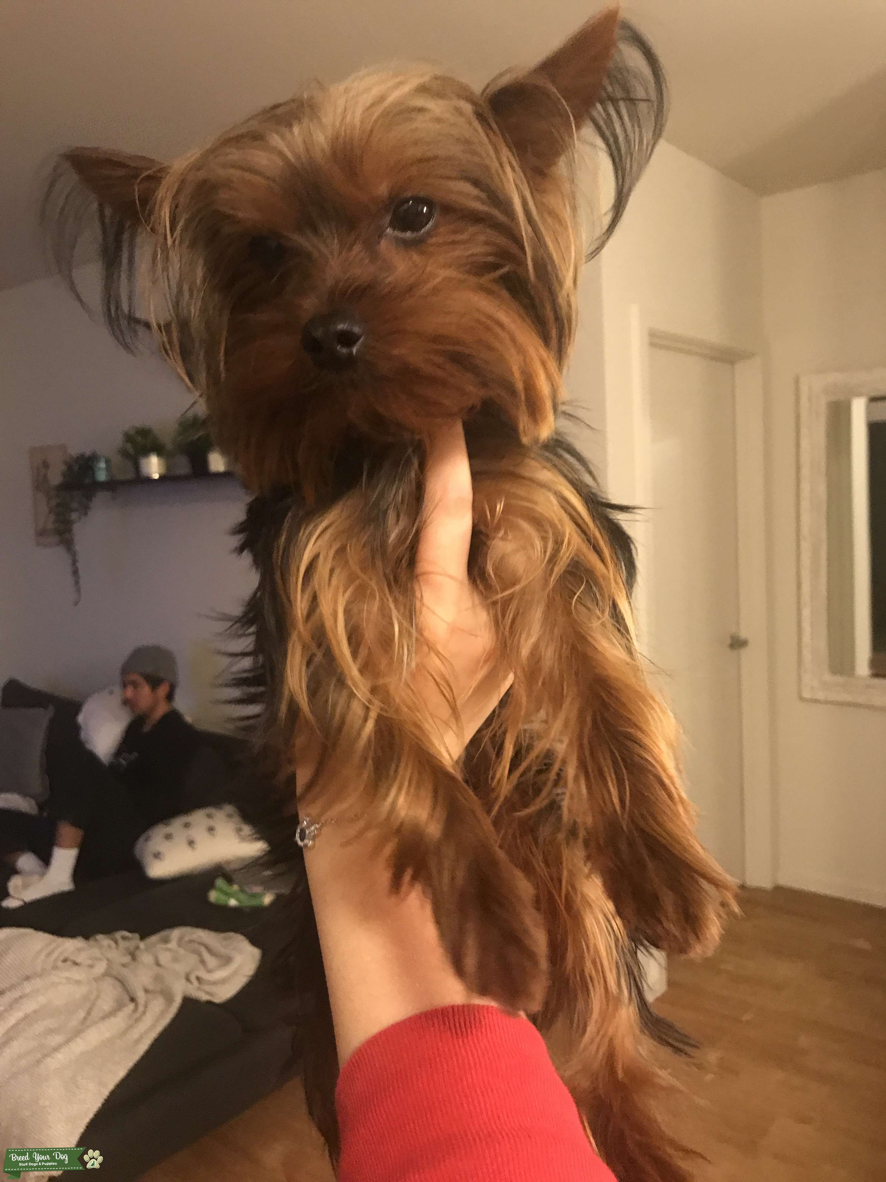 Need Female Yorkie to Breed with my Male Stud Dog in Portland