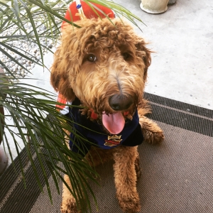 Goldendoodle F1b Listing Image
