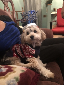 Yorkipoo stud looking for dam Listing Image