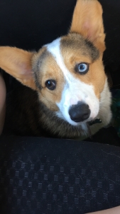 Pembroke welse Merle corgi stud  Listing Image