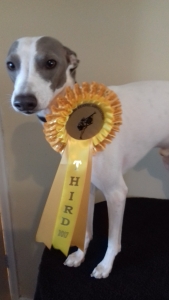 Italian Greyhound for stud  Listing Image