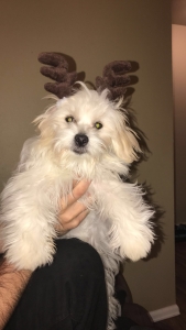 Teddy Bear looking for female  Listing Image