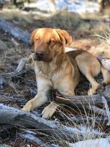 Lab/German Shepherd mix Listing Image