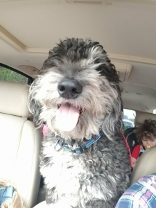 Merle Goldendoodle Stud Listing Image