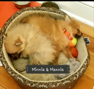 Seeking male POMERANIAN stud for twice the pleasure Listing Image