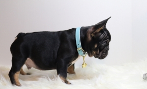 Black and Tan carries Chcocolate and Blue  Listing Image