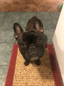 Brindle French Bulldog  Listing Image