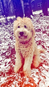 Goldendoodle  Listing Image