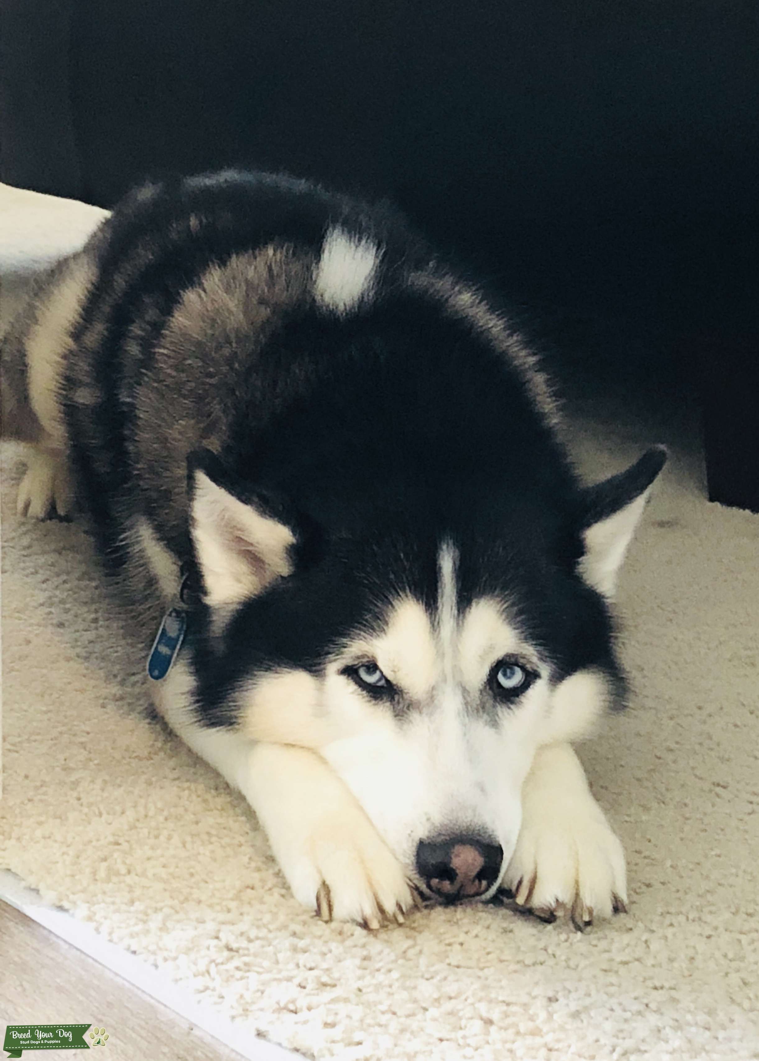 Siberian Husky Stud in the DMV looking 4 Female Stud Dog in Northern