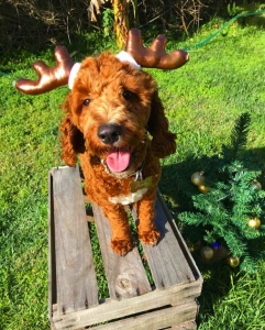 Male Spoodle Listing Image