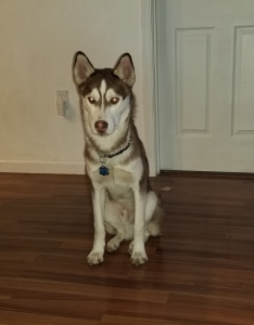 Stud pure bred Akc Registered husky  Listing Image
