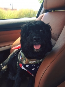 cockapoo black Listing Image