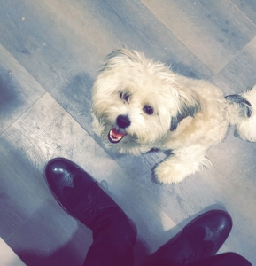 Jacob Havanese for Breeding Listing Image