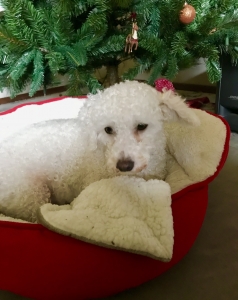 Looking for a stud for my Bichon Frise mix  Listing Image