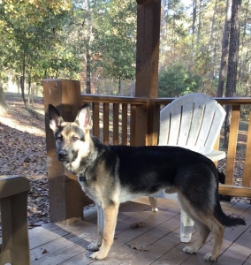 Black German Shepherd with Brown Markings Listing Image