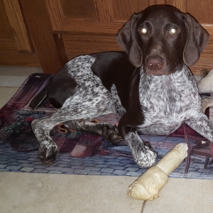 Liver/Speckled GSP looking for his perfect match Listing Image