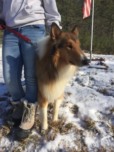 AKC registered male rough collie for stud Listing Image