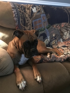 Looking for boxer stud Listing Image
