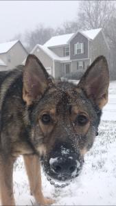 Sable GSD to stud out  Listing Image