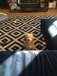Female Goldendoodle  Listing Image