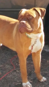 Dougue De Bourdeaux Mastiff Stud Available!!!!!! Listing Image