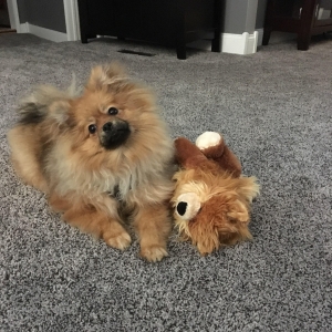 Beautiful Teddy Bear *Stud* looking for love! Listing Image