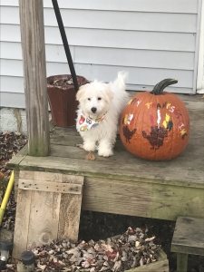 Havanese  Listing Image